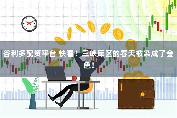 谷利多配资平台 快看！三峡库区的春天被染成了金色！